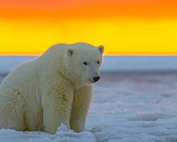 Image of Polar Bears