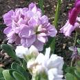 Do Matthiola Incana Have Viable Seeds? Home Guides SF Gate