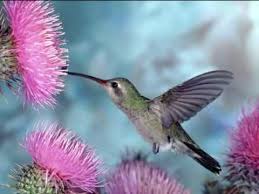 Resultado de imagen para flores bonitas
