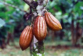 Nigerian cocoa pods