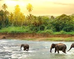 Hình ảnh về Udawalawe National Park, Sri Lanka