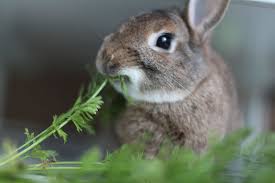 Image result for RABBIT