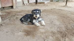 ¡Adopta un Amigo! Día Mundial del Perro Adoptado: ¡Tu Ayuda es Clave!
