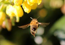 Image result for honeybees