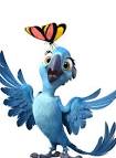 pictures of 2 parrots kissing and flying