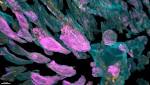  First-of-Its-Kind Footage Shows Cells Moving in Live Animals