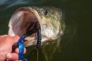 Berkley 10-inch Power Worm Review - Wired2fish - Scout