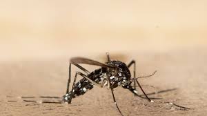 chikungunya virus italien