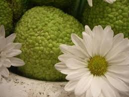 Image result for hedge apples