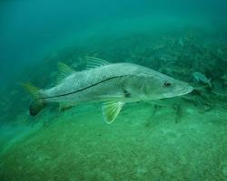 Robalo-Flecha