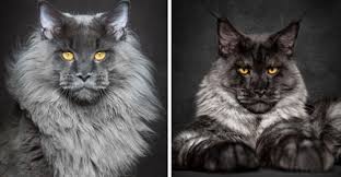 Resultado de imagem para mundo dos gatos