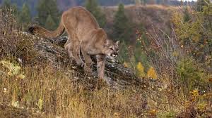 Search ends for mountain lion in fatal New Year's Day Colorado attack
