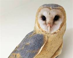 フクロウ用おもちゃの画像