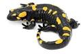 Fauna selvatica in Italia: Salamandra Pezzata