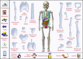 Resultado de imagen para cuerpo humano