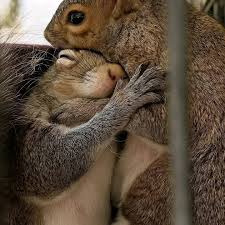 squirrel Lover | Facebook