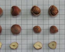 Fındık çeşitleri resmi