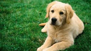 Resultado de imagen para perro