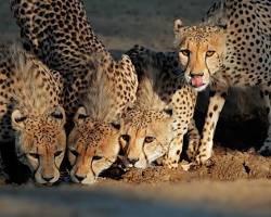 Cheetahs in Kgalagadi Transfrontier Park