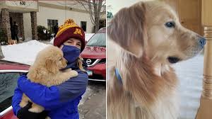 Ataque a legisladora em Minnesota: Cão de resgate é sacrificado após tragédia - Imagen ilustrativa del artículo