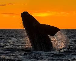 Imagen de Avistamiento de ballenas en la isla Gorgona