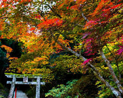 耶馬渓の紅葉の画像