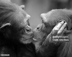 Image of Monkeys kissing