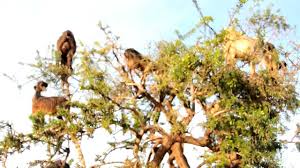 Image result for goat tree