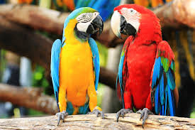 Image result for macaw parrot hd