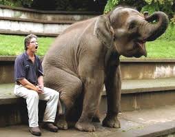 Image result for funny elephants