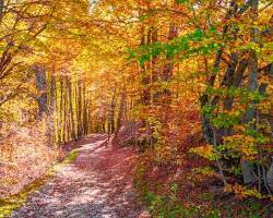 Parco Nazionale d'Abruzzo, Lazio e Molise, Italia, foglie d'autunno