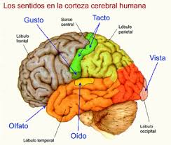 Los Sentidos en la corteza cerebral humana