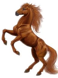 Image result for HORSE