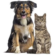 Pet Insurance by RSPCA Pet Insurance Australia via Relatably.com