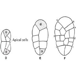 Image of Sporophyte Development in Funaria