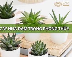 Hình ảnh về Cây Nha Đam phong thủy cho văn phòng