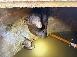 Bear and cub rescued from Southern California water tank after hikers discover family stuck