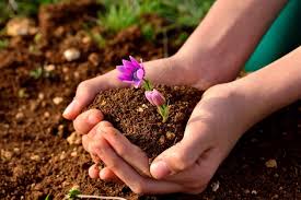 soil ile ilgili görsel sonucu