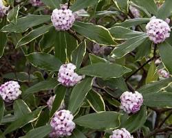 Winter Daphne (Daphne odora) plant