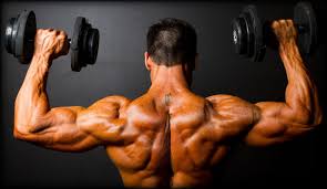 Image result for muscles