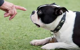 Resultado de imagen de perro señalando