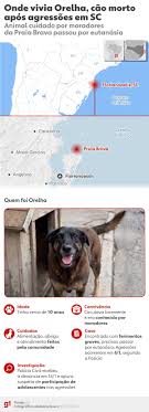 Cão Orelha: morte de cão comunitário após agressões repercute na imprensa internacional