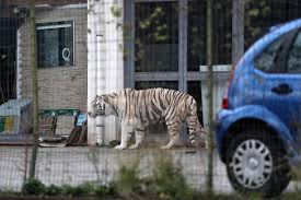 Image result for free picture of tiger that escaped in sicily