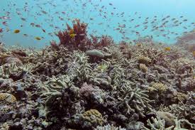 Great Barrier Reef Experiences Record Coral Loss Amidst Warming Oceans