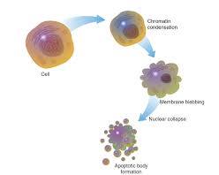 Image of Apoptosis in cells