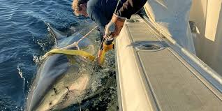 Contender: The Largest Great White Shark in the Atlantic Spotted Near Tourist Hotspot
