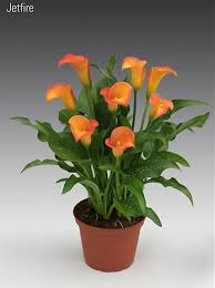 Znalezione obrazy dla zapytania kalia