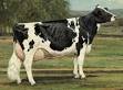 History of the Holstein Breed - Holstein Association USA