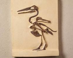 Image of Othniel Charles Marsh Hesperornis and Ichthyornis toothed bird fossils