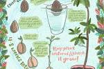 Learn How To Grow Your Own Avocado Tree from Seed